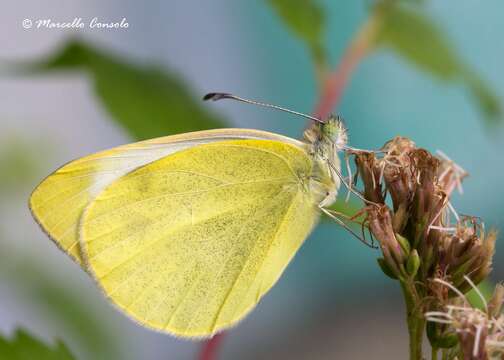 Image of Southern Small White