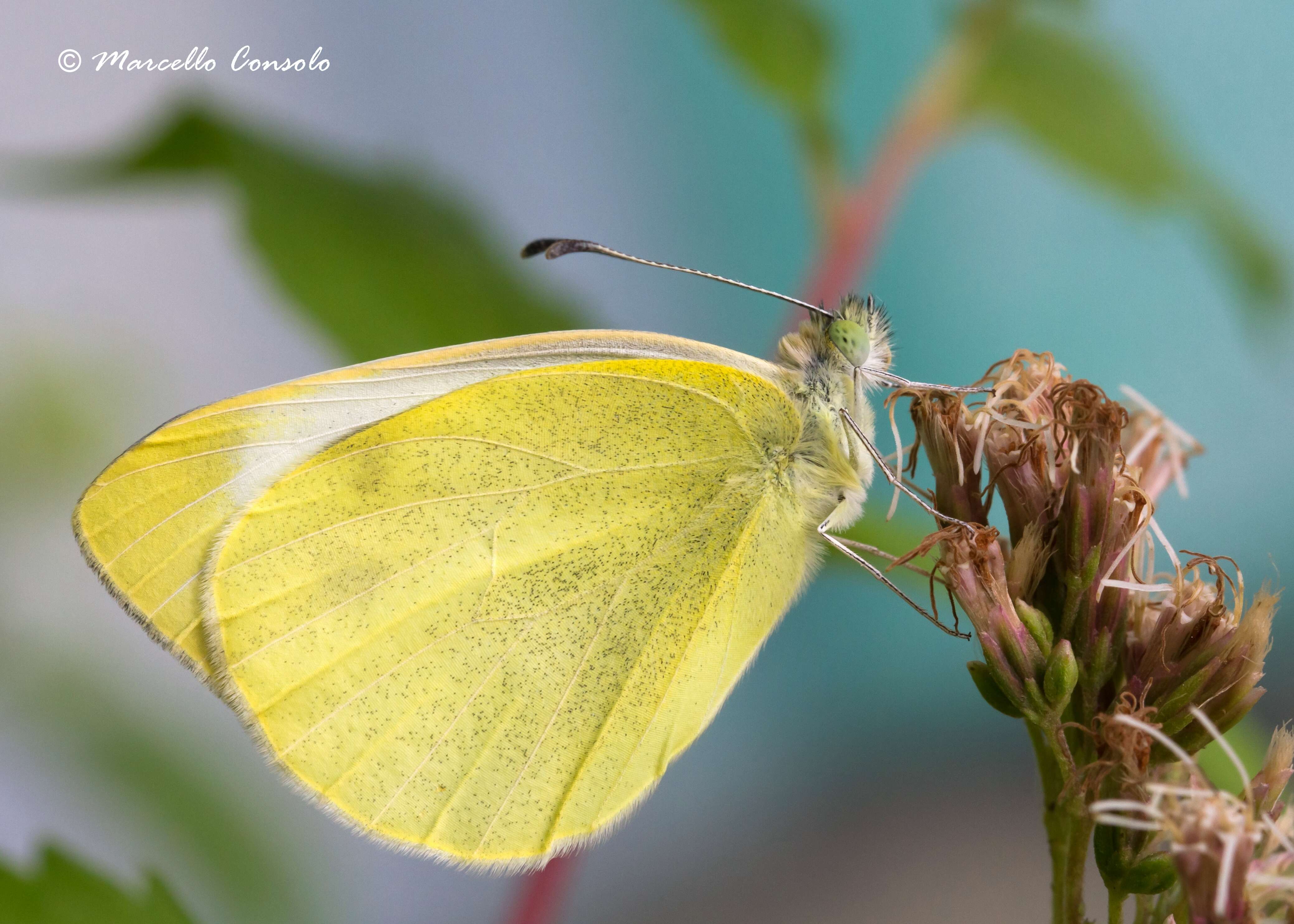 Sivun Pieris kuva