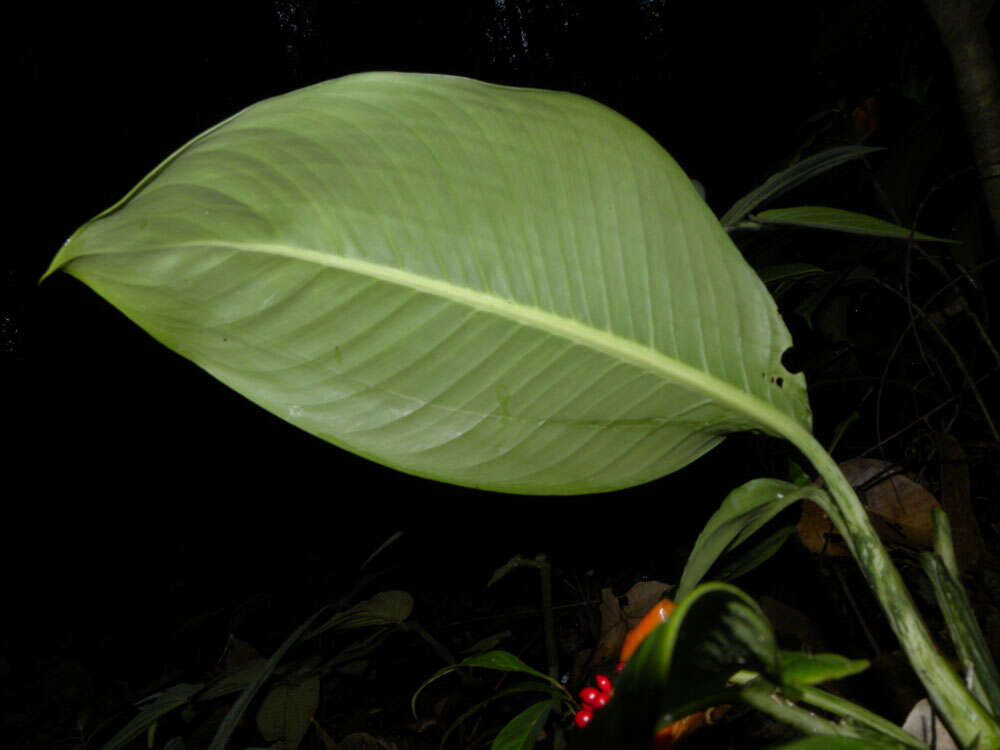 Image of Dieffenbachia concinna Croat & Grayum