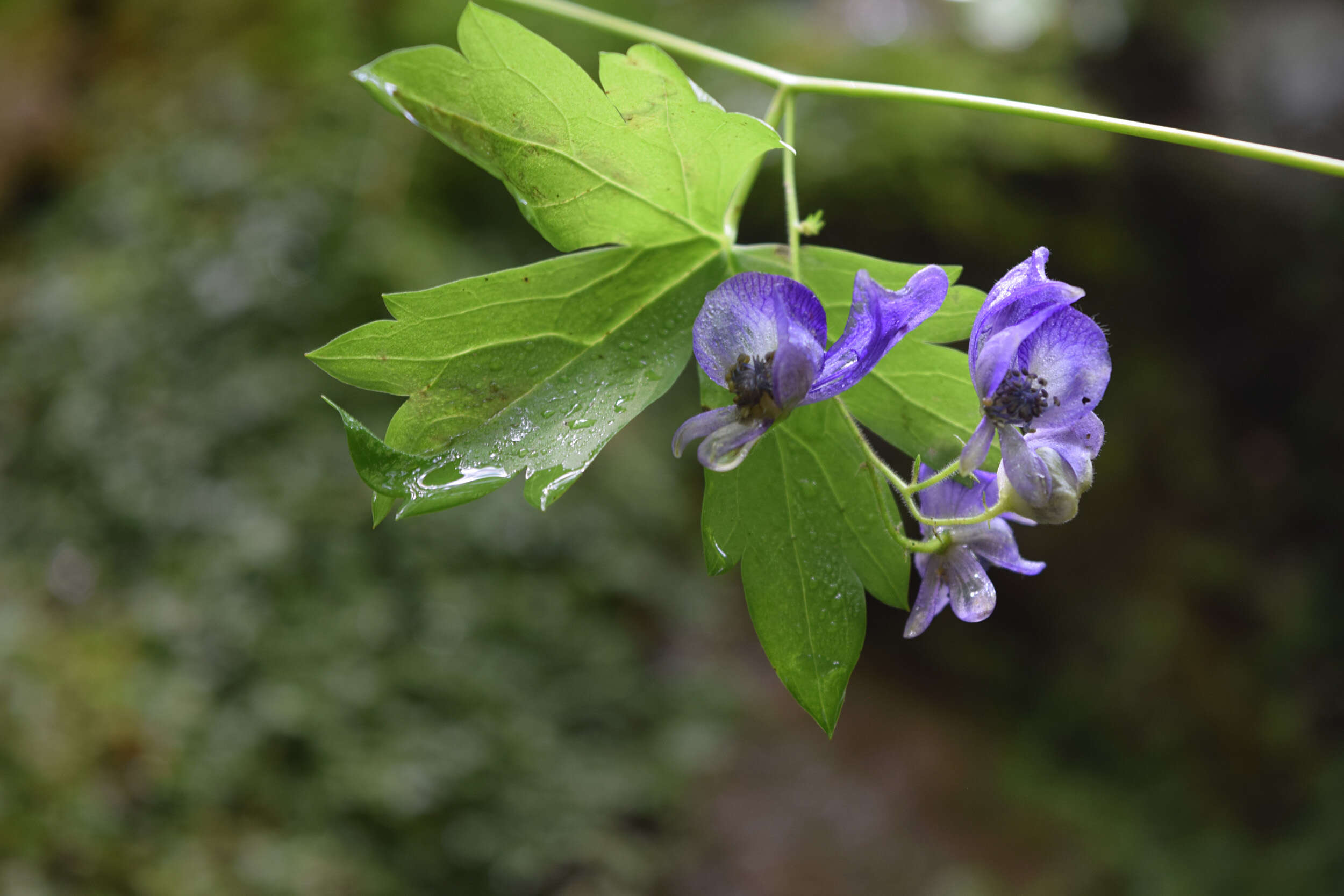 Image of northern blue monkshood