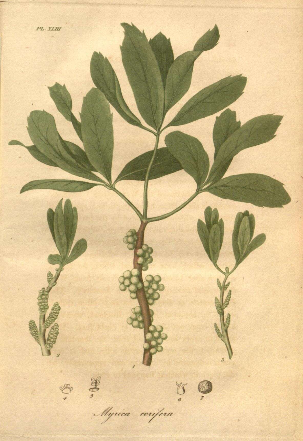 Image of Morella cerifera