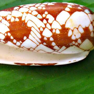 Image of cone snails