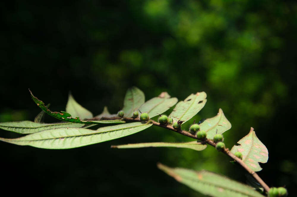 Image of Eurya ciliata Merr.