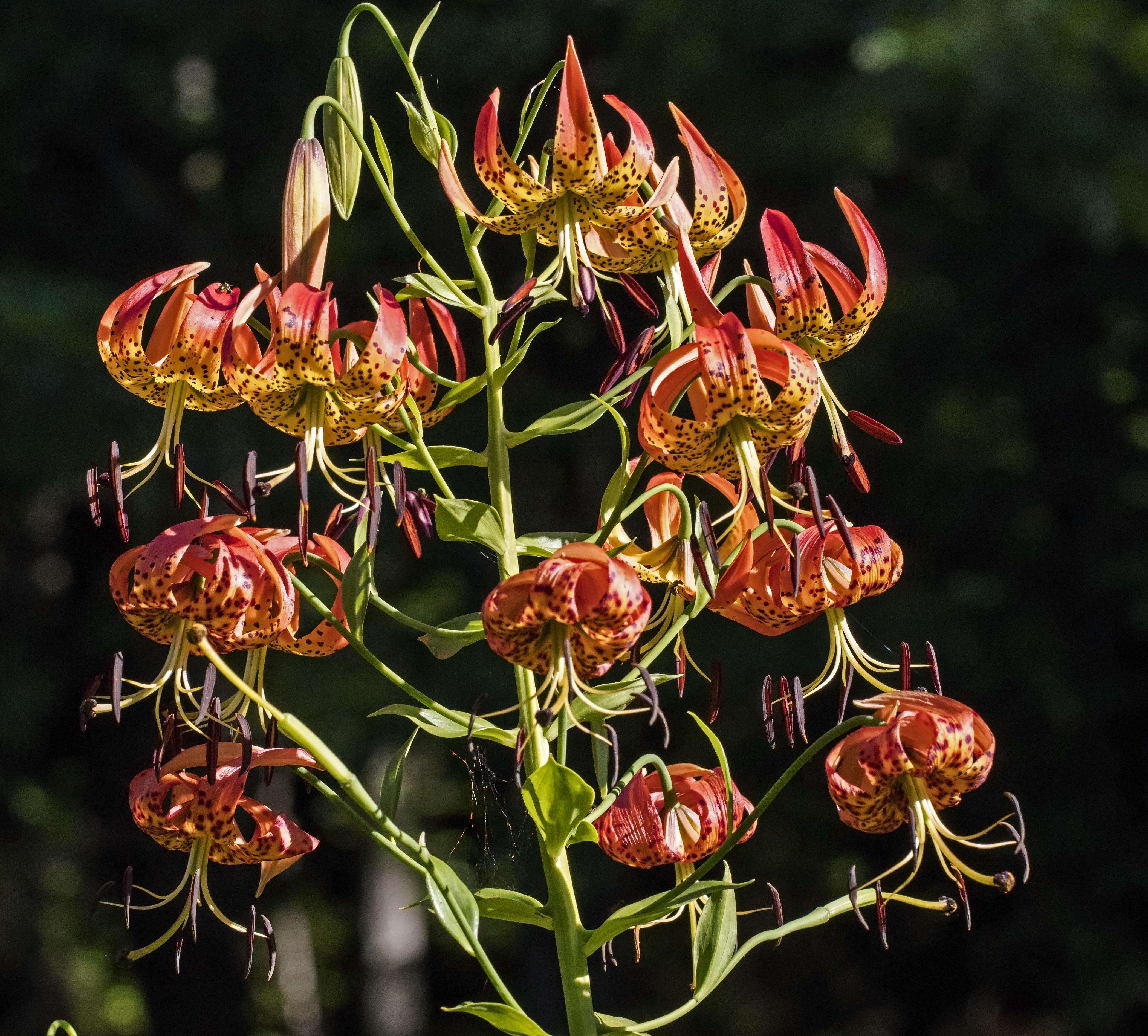 Lilium superbum L. resmi