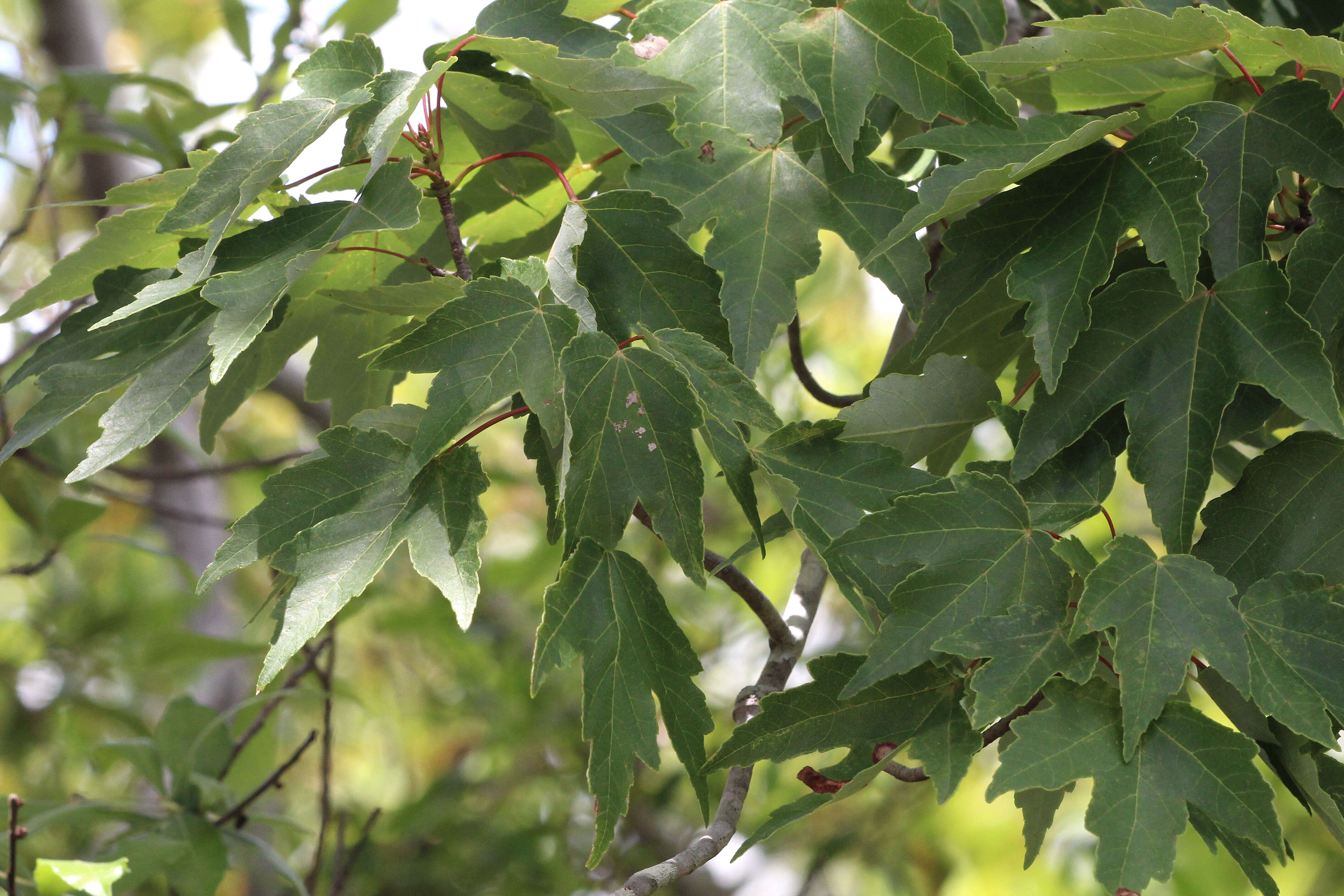 Image of Red Maple