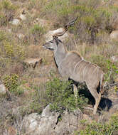 Image of Spiral-horned Antelope