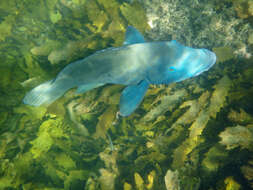 Image of blue groper