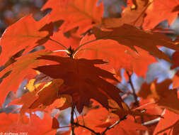 Image of Northern Red Oak