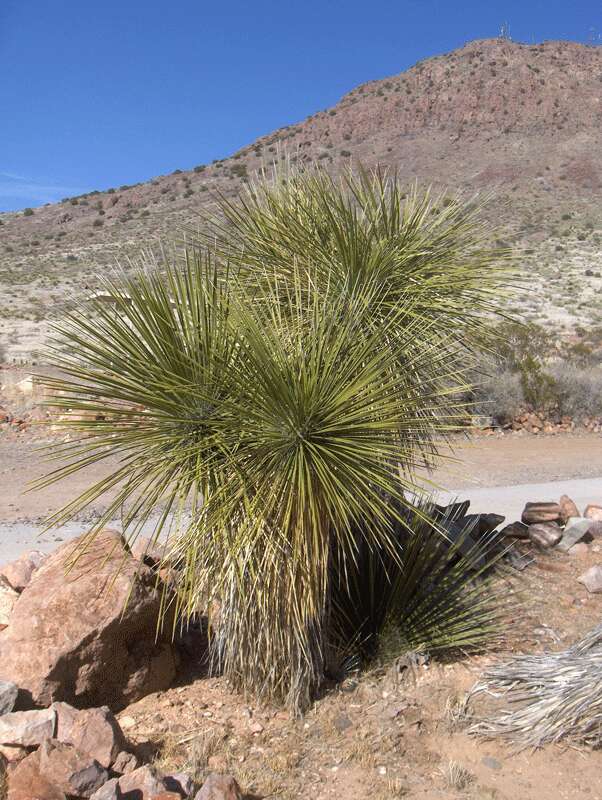 Image of soaptree yucca