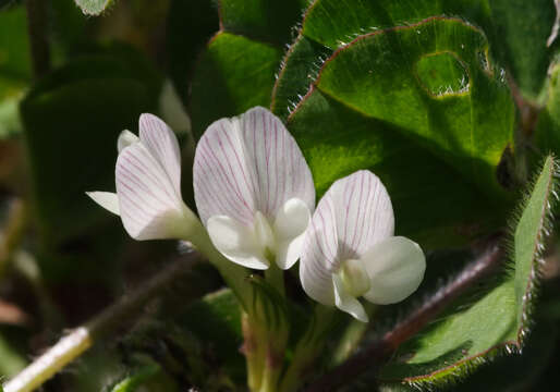 Image of clover