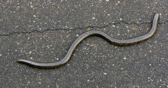 Image of Peter's Giant Blind Snake