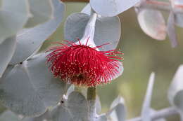 Image of Eucalyptus rhodantha Blakely & Steedm.