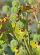 Euphorbia characias subsp. characias resmi