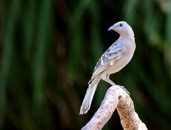 Image of Great Bowerbird