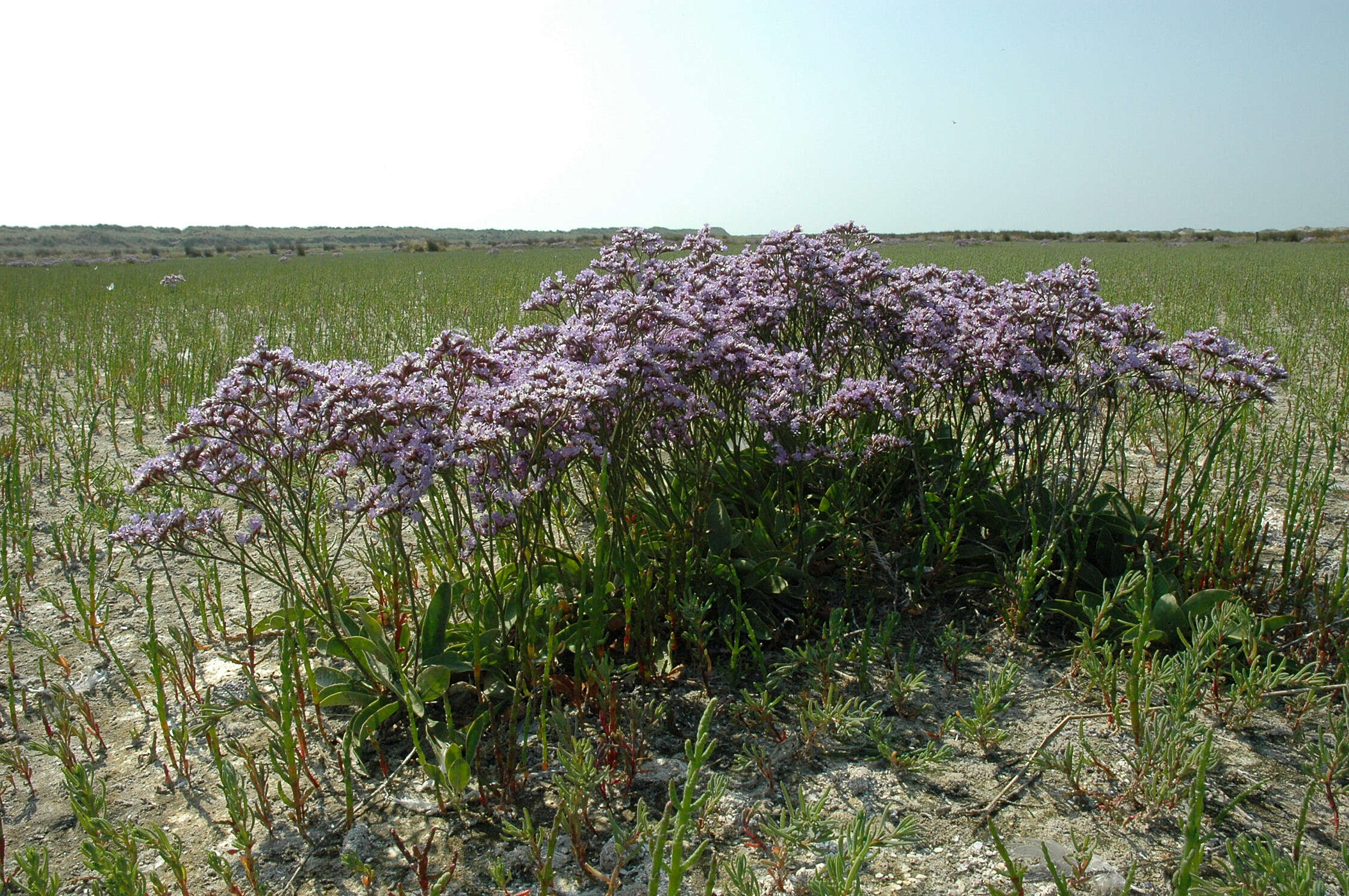 Image of Mediterranean sea lavender