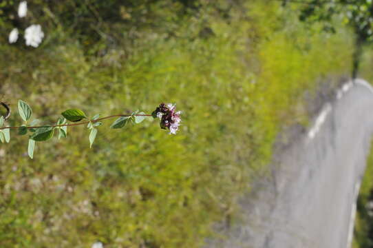 Image of Origanum vulgare subsp. vulgare