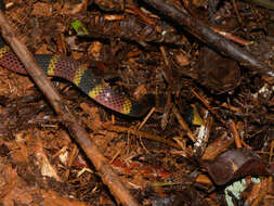 Image of Black-banded Coral Snake