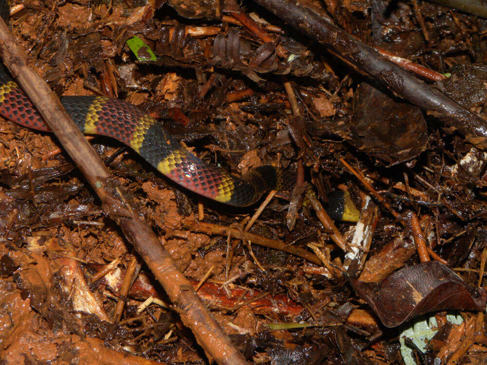 Image of American coral snakes