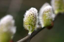 Image of pussy willow