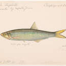 Image of Anchovy