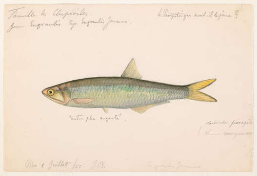 Image of Lycengraulis