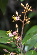 Image of Brownlowia tersa (L.) Kosterm.