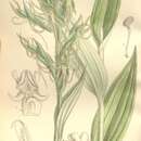 Image of Habenaria elwesii Hook. fil.