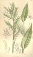 Image of Habenaria elwesii Hook. fil.