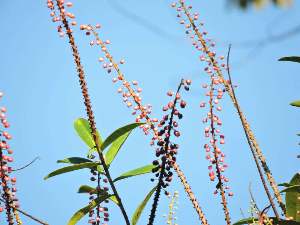 Image of Sarcopera sessiliflora (Triana & Planch.) H. G. Bedell