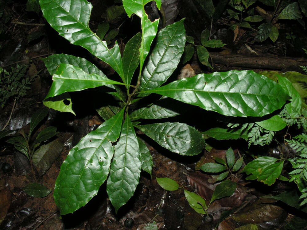 Plancia ëd Meliosma grandiflora Morton ex A. H. Gentry