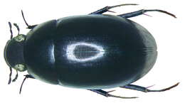 Image of Limnoxenus