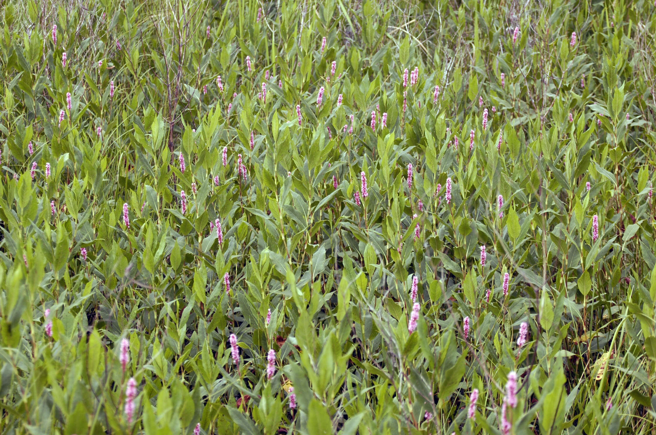 Image of Pinkweeds