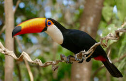 Image of Toucan Sp.