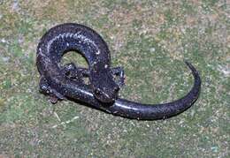 Image of Woodland salamander