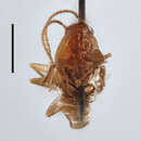 Image of Nocticola adebratti Roth & L. M. 1994