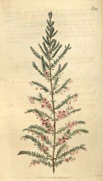 Image of Erica bicolor Thunb.