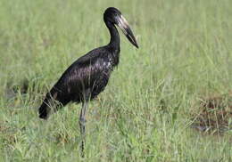 Image of African Openbill