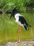 Image of Black-necked Stork