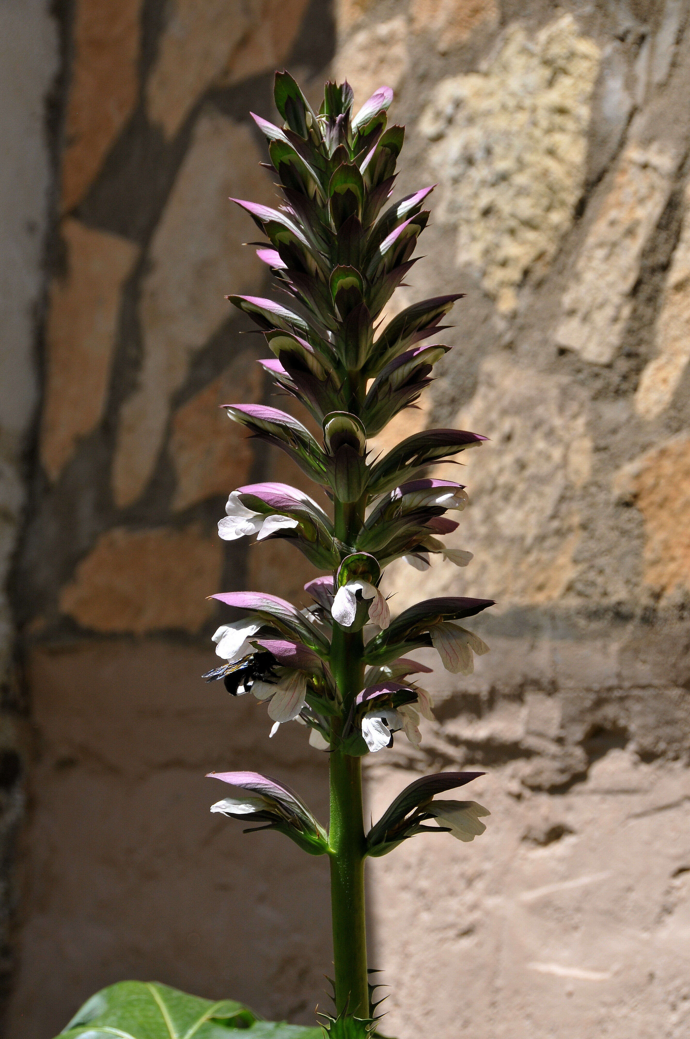 Image of acanthus