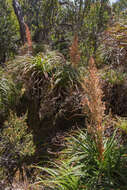 Image of Dracophyllum milliganii Hook.