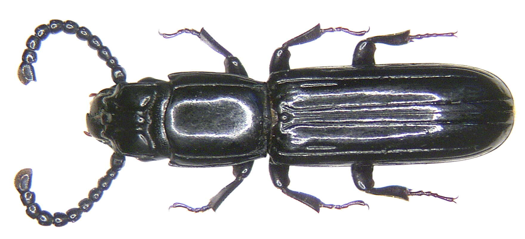 Passandridae resmi