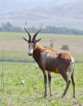 Image of Blesbok