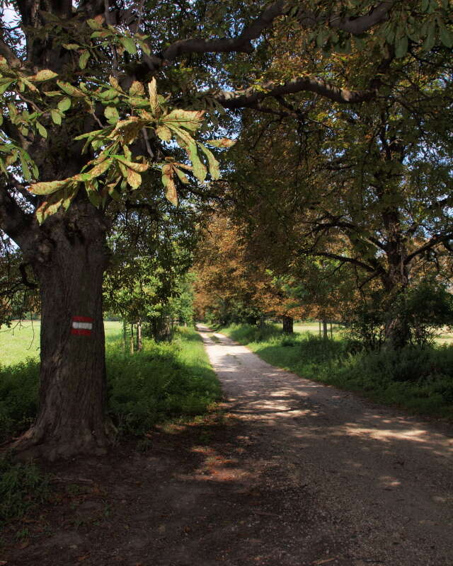 Image of Buckeyes & Horse-chestnuts