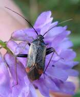 Adelphocoris seticornis (Fabricius 1775)的圖片