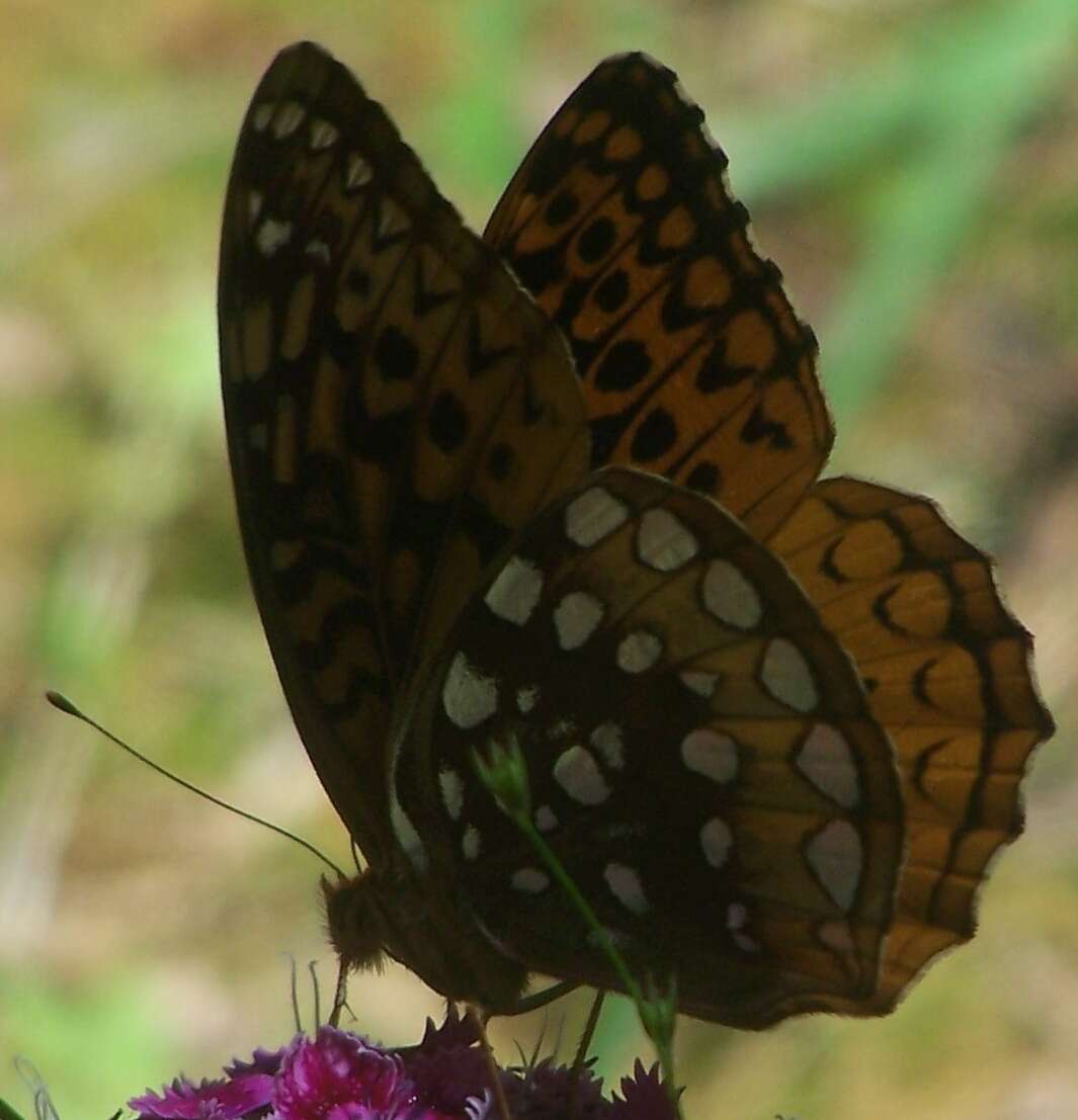 Image of Greater Fritillaries