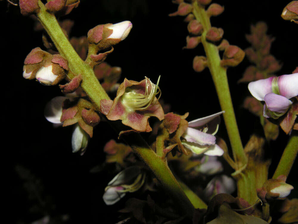 Image of Dussia macroprophyllata (Donn. Sm.) Harms