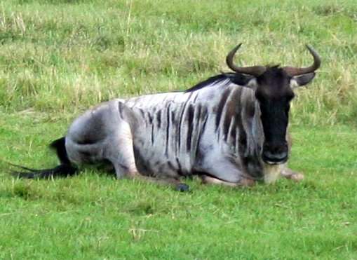 Image of wildebeest