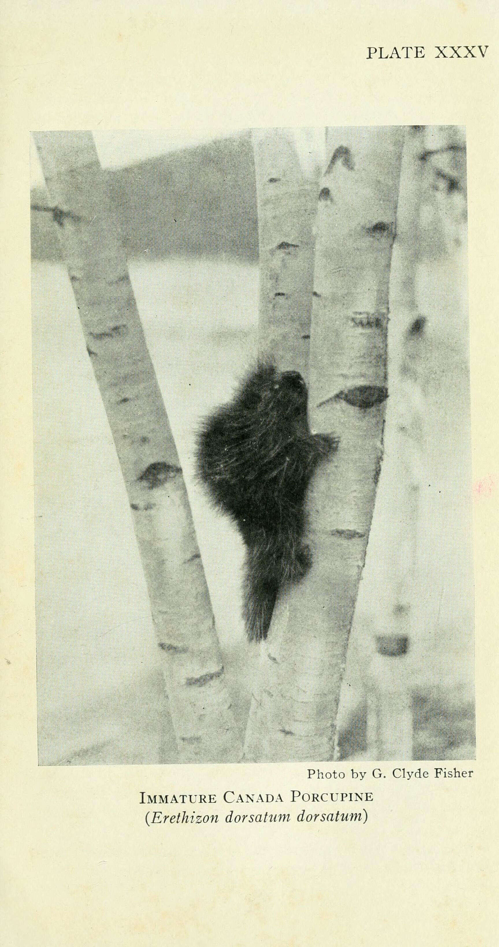 Image of North American porcupine