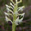 Habenaria juruenensis Hoehne resmi