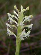 Image of Habenaria juruenensis Hoehne